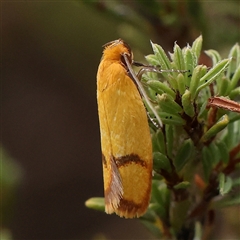 Unidentified Moth (Lepidoptera) at Yass River, NSW - 30 Jan 2025 by ConBoekel