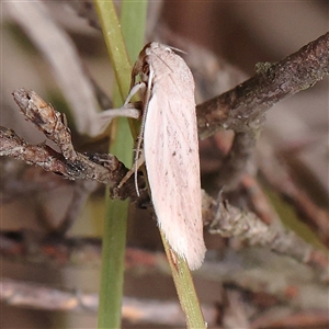 Unidentified Moth (Lepidoptera) at Yass River, NSW by ConBoekel