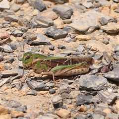 Gastrimargus musicus (Yellow-winged Locust or Grasshopper) at Yass River, NSW - 30 Jan 2025 by ConBoekel