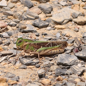 Gastrimargus musicus (Yellow-winged Locust or Grasshopper) at Yass River, NSW by ConBoekel