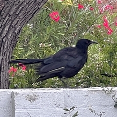 Corcorax melanorhamphos (White-winged Chough) at Scullin, ACT - 31 Jan 2025 by Untidy