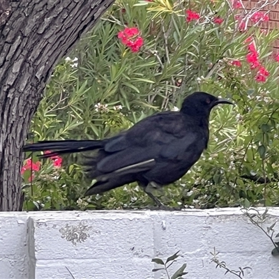 Corcorax melanorhamphos (White-winged Chough) at Scullin, ACT - 31 Jan 2025 by Untidy