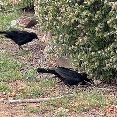 Corcorax melanorhamphos at Scullin, ACT - 31 Jan 2025 10:15 AM