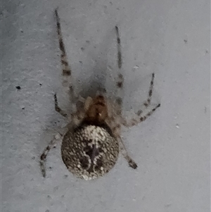 Unidentified Other web-building spider at Gundaroo, NSW by Gunyijan