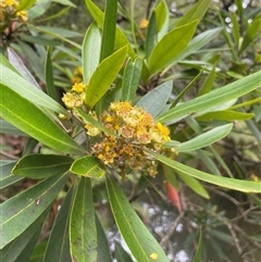 Tristaniopsis laurina (Kanooka, Water Gum) at Bundanoon, NSW - 29 Jan 2025 by NedJohnston