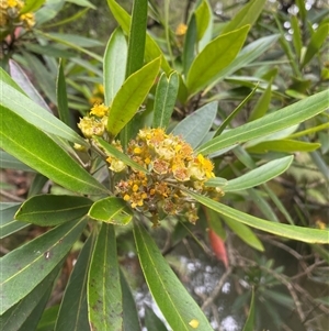 Tristaniopsis laurina at Bundanoon, NSW - 29 Jan 2025 12:43 PM