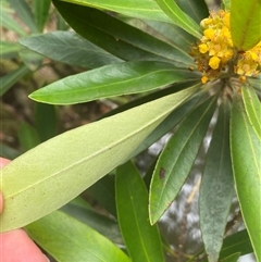 Tristaniopsis laurina at Bundanoon, NSW - 29 Jan 2025 12:43 PM
