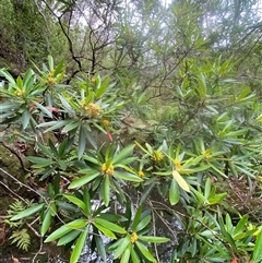 Tristaniopsis laurina at Bundanoon, NSW - 29 Jan 2025 12:43 PM