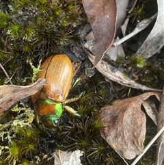 Anoplognathus brunnipennis (Green-tailed Christmas beetle) at Marulan, NSW - 29 Jan 2025 by NedJohnston