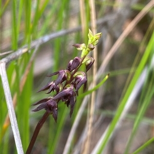 Corunastylis woollsii at Bundanoon, NSW by NedJohnston