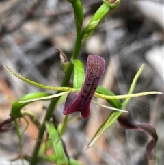 Cryptostylis leptochila (Small Tongue Orchid) at Bundanoon, NSW - 29 Jan 2025 by NedJohnston