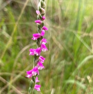 Spiranthes australis at Fitzroy Falls, NSW - suppressed