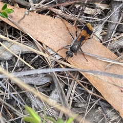 Unidentified Wasp (Hymenoptera, Apocrita) at Fitzroy Falls, NSW - 29 Jan 2025 by NedJohnston