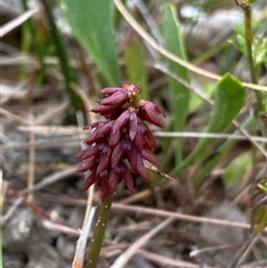 Corunastylis densa (Dense Midge Orchid) at Fitzroy Falls, NSW - 29 Jan 2025 by NedJohnston