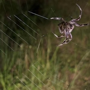 Unidentified Spider at Blaxlands Creek, NSW by ajc047