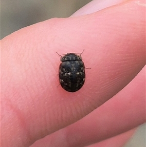 Sclerocyphon (genus) at Bungendore, NSW - suppressed