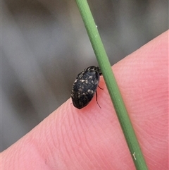 Sclerocyphon (genus) at Bungendore, NSW - suppressed