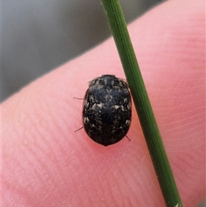 Sclerocyphon (genus) at Bungendore, NSW - suppressed