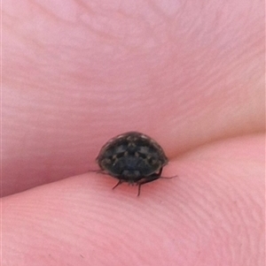 Sclerocyphon (genus) at Bungendore, NSW - suppressed