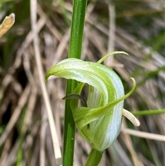 Pterostylis monticola at Cotter River, ACT - 4 Jan 2025 by NedJohnston