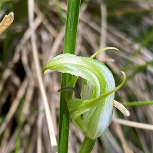 Pterostylis monticola at Cotter River, ACT by NedJohnston