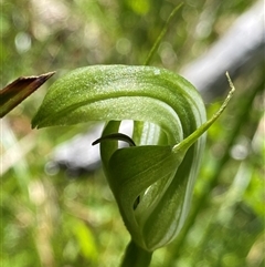 Pterostylis monticola at Cotter River, ACT - 3 Jan 2025 by NedJohnston