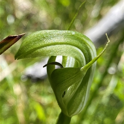 Pterostylis monticola at Cotter River, ACT - 3 Jan 2025 by NedJohnston