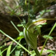 Diplodium decurvum at Cotter River, ACT - 4 Jan 2025 by NedJohnston