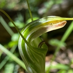 Diplodium decurvum at Cotter River, ACT - suppressed