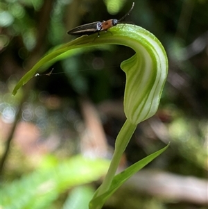 Diplodium decurvum at Cotter River, ACT - suppressed