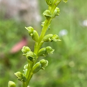 Microtis oblonga at Glen Allen, NSW - suppressed