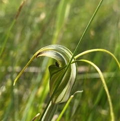 Diplodium laxum at Glen Allen, NSW - 8 Jan 2025 by NedJohnston