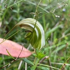 Diplodium aestivum at Glen Allen, NSW - 8 Jan 2025 by NedJohnston