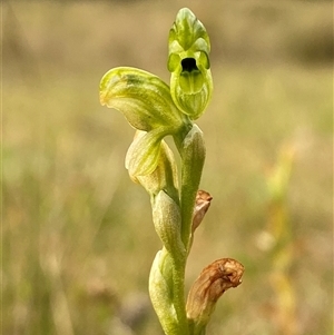 Hymenochilus clivicola at Tantawangalo, NSW - suppressed