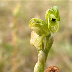 Hymenochilus clivicola at Tantawangalo, NSW - suppressed