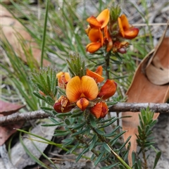 Pultenaea subspicata (Low Bush-pea) at Tinderry, NSW - 20 Nov 2024 by RobG1