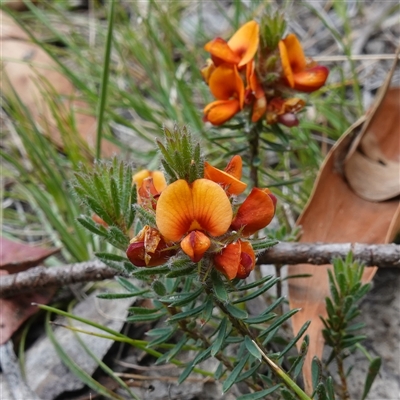 Pultenaea subspicata (Low Bush-pea) at Tinderry, NSW - 20 Nov 2024 by RobG1