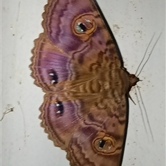 Speiredonia spectans (Granny's Cloak Moth) at Pipeclay, NSW - 31 Jan 2025 by MVM