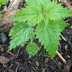 Urtica incisa (Stinging Nettle) at Pipeclay, NSW - 31 Jan 2025 by MVM