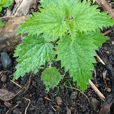 Urtica incisa (Stinging Nettle) at Pipeclay, NSW - 31 Jan 2025 by MVM