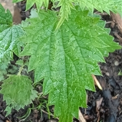 Urtica incisa at Pipeclay, NSW - suppressed
