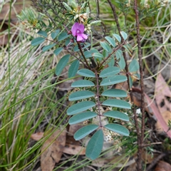 Indigofera australis subsp. australis (Australian Indigo) at Tinderry, NSW - 20 Nov 2024 by RobG1