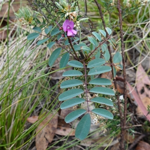 Indigofera australis subsp. australis (Australian Indigo) at Tinderry, NSW by RobG1