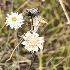 Leucochrysum albicans subsp. tricolor (Hoary Sunray) at Sutton, NSW - 8 Jan 2025 by Untidy