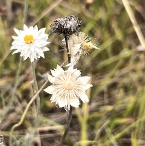 Leucochrysum albicans subsp. tricolor at Sutton, NSW - suppressed