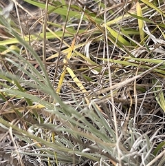 Leucochrysum albicans subsp. tricolor at Sutton, NSW - suppressed