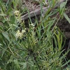 Lomatia myricoides at Rendezvous Creek, ACT - 27 Jan 2025 by RAllen