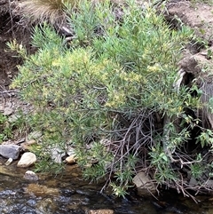 Lomatia myricoides at Rendezvous Creek, ACT - 27 Jan 2025 02:04 PM