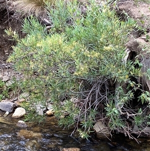 Lomatia myricoides at Rendezvous Creek, ACT - 27 Jan 2025 02:04 PM