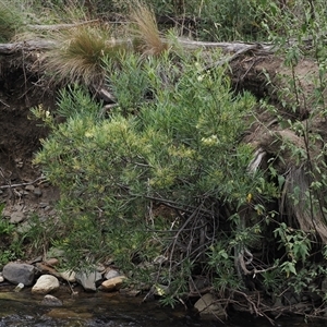 Lomatia myricoides at Rendezvous Creek, ACT - 27 Jan 2025 02:04 PM